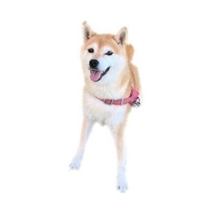 Meet your Posher, Asako